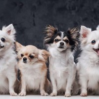 『体が小さい犬種』5選　小型犬を迎えるメリットや一緒に暮らす上で考えられるリスクまで