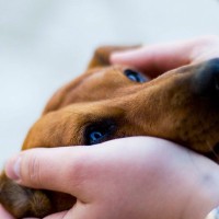 犬が『クゥーン』と鳴く理由５選　悲しそうな声を出すのはなぜ？不調を抱えている可能性や対処法まで
