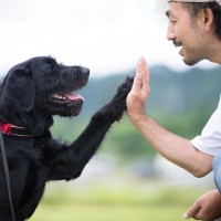 愛犬は飼い主の顔を認識しているの？どのくらいの距離からわかる？判断する方法まで解説