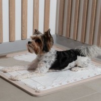 犬が『トイレで寝てしまう』理由4選　今から実践できる具体的な対処法をご紹介