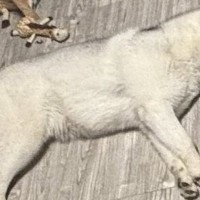 少しだけ目を離した隙に、ハスキー犬が『おもちゃ箱にイタズラ』していて…悲劇的な光景に3万いいね「被害者みたいで草」「満足げな顔ｗｗ」