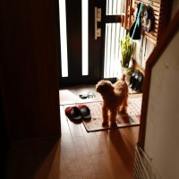 犬が辛いと感じる『留守番環境』5選　今すぐ改善すべき点や外出前にできる対策まで