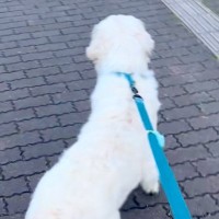 女の子が好きな大型犬→散歩中に『女子高生』を発見して…ママに要求した『まさかのお願い』が299万再生「遭遇したすぎｗ」「お願いされたい」