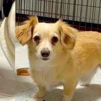 AIで小型犬を『激太り』させてみたら…完全に想定外な『衝撃の出力結果』が話題「笑っちゃったｗｗｗ」「犬種飛び越えすぎてて草」と爆笑の声