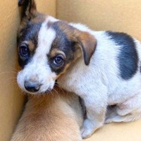 道端で震え寄り添っていた『2匹の小さな子犬』を保護→スクスク成長して…涙が止まらない『ビフォーアフター』が64万再生「素敵すぎ」「感動」