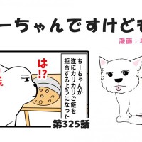 ちーちゃんですけどもっ【第325話】「シニア犬の圧」