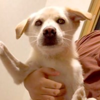 施設から引き取った犬→インターネットで『きょうだいを探してみた』結果…２ヶ月後の『奇跡のような展開』に感動「素敵」「愛がいっぱい」