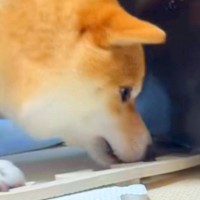 『冷蔵庫の下に入ったおもちゃ』を取りたがる犬→コツを教えてあげると…もはや人間のような『会話が成り立っている様子』が話題「天才すぎ」
