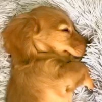 無邪気な赤ちゃん犬を飼った結果→あっという間に時間は進み…涙あふれる『2年間の成長記録』が12万再生「唯一無二の存在」「泣きながら見た」