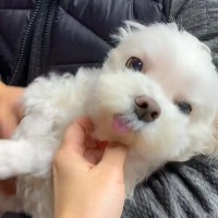 退院して１週間ぶりに帰宅→『犬が大喜びで迎えてくれる』と思いきや…なんだか切ない『まさかの反応』に爆笑「予想外だったｗ」「照れてる？」