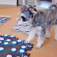 一緒に遊んでいた猫が寝室に隠れてしまったら、犬が…会話ボタンを使った『まさかの行動』が12万再生「トボトボしてるのも可愛い」「尊い」