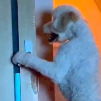 大型犬に追いかけ回されるので『別の部屋に逃げた』結果→ドアの前で…まさかすぎる行動が10万再生「中におっさん入ってる？」「開け方ｗｗ」