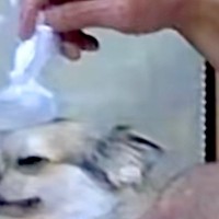 突然『ペットカメラを見て！』と電話→何事かと思ったら…おじいちゃんが犬にしていた『まさかの行動』が202万再生「可愛すぎ」「愛されてる」