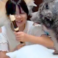 夏休み、女の子が『リコーダーの練習』をした結果→3匹の秋田犬が…全く集中できない『まさかの状況』に絶賛「呼び笛？ｗ」「ワチャワチャ感ｗ」
