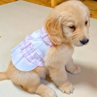 『こんな可愛い洋服を着てた赤ちゃん犬が…』53日後、同じ服を着せてみた結果→『衝撃のビフォーアフター』が16万再生「笑うｗ」「頭巾で草」