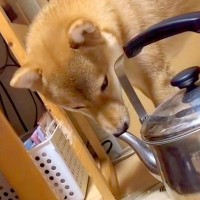 やかんの注ぎ口に鼻を突っ込む犬→観察していたら、次の瞬間…『鼻息』が想像以上で面白すぎると62万再生「なんちゅう遊びｗ」「思わず吹いた」