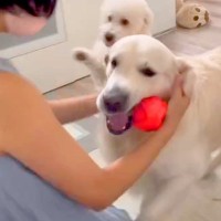 6日ぶりの『2匹の犬』との再会→ドアを開けた瞬間に駆け寄って…健気すぎる『おかえりなさい』に感動「大喜び」「ボール持ってくるの愛おしい」