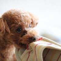 『イタズラがバレた犬』が見せる行動５つ　やってはいけないNG対応から正しいしつけ方まで