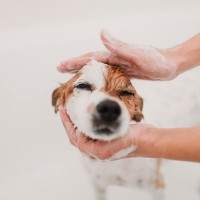 犬からすると『余計なお世話』な飼い主の行動5つ　正しい接し方を知って信頼関係を深めよう