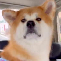 『家族とのお別れ』だと思い込み、テンションが低い秋田犬→駅を通り過ぎると…勘違いに気付いた瞬間の『表情の変化』に反響「全然違うｗ」