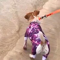 海が怖くて近づけなかった犬→急に泳ぎだしたと思ったら…まるで別犬のような『ビフォーアフター』に称賛の声「表情が違う」「すばらしい」