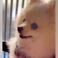 いつも一緒にいるおばあちゃんに『バイバイ』と言われた犬→文句が止まらず…『ばぁばも行くの！』あまりにも尊い光景に反響「言葉理解してる」