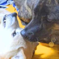 先輩犬に叱られ、甘えることができなかった甲斐犬→先輩犬が亡くなってしまった結果…思わず泣ける『素敵な光景』が17万再生「愛おしい」と反響