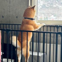 『実家の犬、俺が出てってからずっと外を見てる』と思ったら…帰省後の『衝撃的な光景』に41万いいねの大反響「吹いたｗ」「いい顔で草」と爆笑