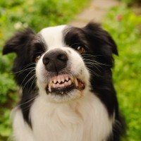 犬が『唸っている』ときにしてはいけないNG行為5つ　トラブルに繋がる危険性から正しい接し方まで