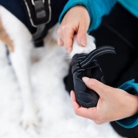 犬に靴を履かせるべき4つのケース　必要となる理由や選ぶときのポイントまで