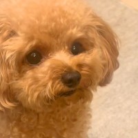 ワンワン吠えている犬に『しーっ』と指を出した結果…反抗的すぎる『まさかの表情』が99万再生「やんのか？って顔で草」「口がｗｗ」と反響