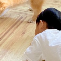 『男の子のおもちゃ』がテレビの下に入ってしまった結果→犬が協力をして…ずっと見ていたくなる『ふたりで一生懸命に悩む光景』に5万いいね