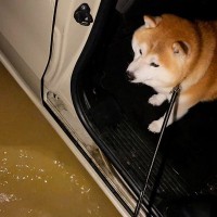 豪雨の日、晴れ間に犬の散歩をした結果→水たまりがあって…車から降りられず困り果てる光景が17万再生「可愛い」「早くやむといいね」と反響