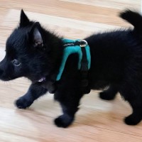 『こんなに小さかった真っ黒の赤ちゃん犬が…』4ヶ月後→まるでポケモン？『驚きのビフォーアフター』に3万いいね「進化してる」「カッコいい」