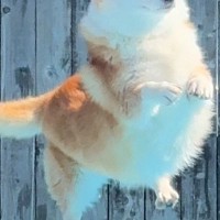 『何の生き物か分からない』プールに飛び込む犬を撮影した結果→衝撃の光景に2万いいね集まる「トトロかな？」「ポケモンかと思ったｗ」と反響