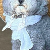 『ぬいぐるみじゃないの？』古民家の玄関を開けたら、犬がいて…ほっこりが止まらない『映画のような光景』に2万いいね「冷たい麦茶出しそう」