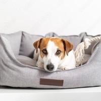 犬が『新しいベッド』で寝ないのはなぜ？使ってくれない５つの理由や気に入ってもらう方法までご紹介