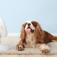 犬が『快適』に感じる気温とは？人との体感温度の違いや室温に不快感を抱いているときの行動まで