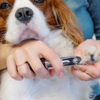 犬に『爪切り』をするときの絶対NG行為５選　正しいケアの仕方や嫌がらせないためのコツまで