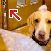 弟の犬とプチプチで遊んでいたら、ドアの隙間から…羨ましくて見せた『衝撃的な表情』が28万再生「目力がｗｗｗ」「飲み物吹いた」と爆笑続々