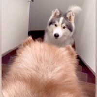 階段を降りられない赤ちゃん犬に、兄犬が指導して…現在の『別犬並みのビフォーアフター』が16万再生「なんて優しいお兄ちゃん」「愛…ですね」