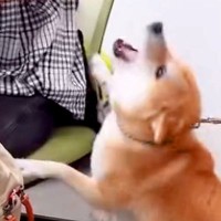 職場で『おはようございます』と挨拶する犬２匹→上司と部下への対応が…悲しくなるほど『あからさまな態度の違い』に爆笑「柴犬らしいｗ」