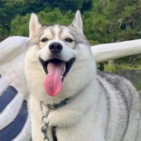 ガイコツと記念写真を撮るハスキー犬→思った以上に『仲が良さそうに見える光景』に9万いいねの反響「いい笑顔」「肩組んでるみたいで素敵」