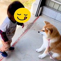 犬が大好きな『１歳の男の子』→初対面の秋田犬と触れ合った結果…優しさに満ちた『とんでもなく尊い光景』が話題「可愛いの渋滞」「平和やな…」