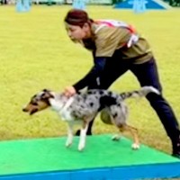 『世界一賢い犬種』がドッグスポーツに挑戦した結果→見たことのない完成度で…愛と絆を感じる『素敵な光景』が19万再生「感動で涙」「鳥肌」