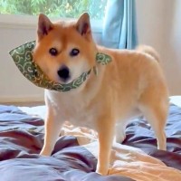 長年、飼い主とベッドで一緒に寝ていた犬→お布団に変えた結果…あまりにも愛おしい『まさかの行動』が280万表示「習慣ってすごい」「可愛い」