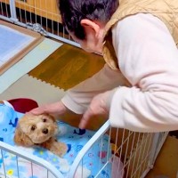 夫を亡くした『87歳のおばあちゃん』が犬と暮らした結果…ずっと見ていたい『本当の息子のようなお世話』に感動「なんて優しいの」「ほっこり」