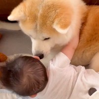 秋田犬と一緒に転がる赤ちゃん→『初めてのモフモフ』を知ってしまった結果…尊すぎる『お互いの反応』が2万いいね「なんて可愛さなんだ…」