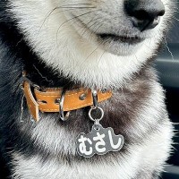 犬のために運転免許を取った結果→隣に乗せたら不安そうに…辛辣すぎる『まさかの表情』に3万いいね「めっちゃ人間で草」「疑いの眼差しｗ」