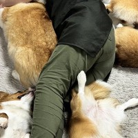 床で寝転がっていたら、5匹のコーギー犬が近づいて…まるで『夢のような光景』に5万いいね「合体ロボ？ｗ」「5斤も落ちてる…羨ましい」と絶賛
